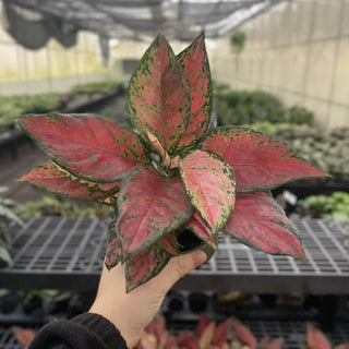 Aglaonema Black Maroon - 4" Live Plant