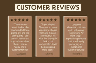 Large Tillandsia Air Plants BAILEYI