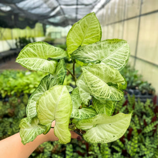 White Butterfly Syngonium - Live Plant