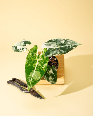 4" Frydek Alocasia 'Frydek'