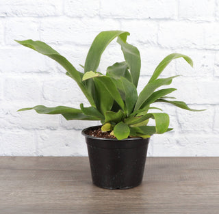 Staghorn Fern - Live Plant 4" pot