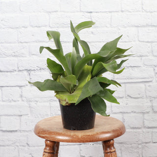 Staghorn Fern - Live Plant 4" pot