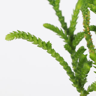 Princess Pine Crassula -  2" Live Plant