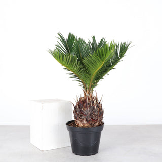 Sago Palm - Live Plant 6" Pot