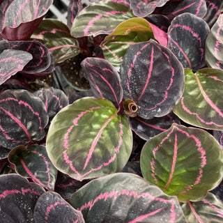 Calathea Dottie - 4" Live Plant