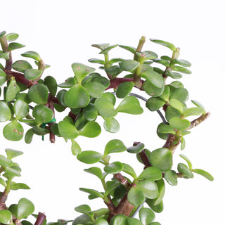 Jade Heart PLANT -  Live Plant