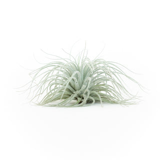 Extra Large Tillandsia Tectorum Ecuador Air Plant Live