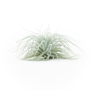 Jumbo Tillandsia Tectorum Ecuador Air Plant