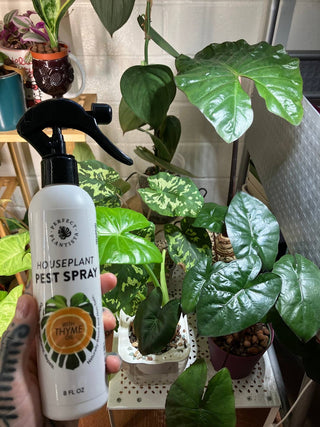 Natural + Non-Toxic Houseplant Pest Spray