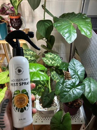 Natural + Non-Toxic Houseplant Pest Spray 16 oz
