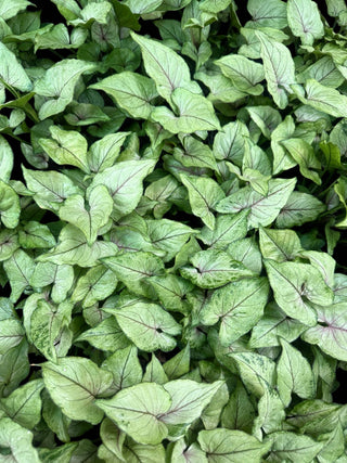 Syngonium Pink Allusion Live Plant