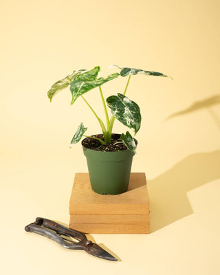 4" Frydek Alocasia 'Frydek'