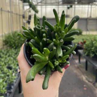 Ogre Ears Jade Plant - Live Plant 2"