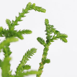 Princess Pine Crassula -  2" Live Plant