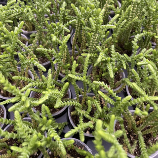 Princess Pine Crassula -  2" Live Plant