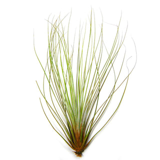 Large Tillandsia Juncifolia Air Plants