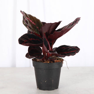 Calathea Dottie - 4" Live Plant