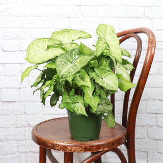 White Butterfly Syngonium - Live Plant