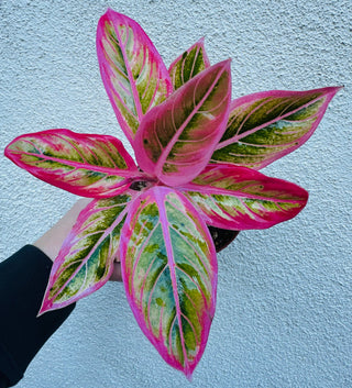 Aglaonema Lotus Delight Rare Find! Live Plant