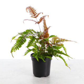 Tricolor Pteris Fern - Painted Brake Fern - 4" Live Plant