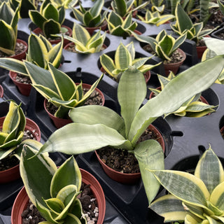 Bird's Nest Snake Plant - Live Plant 4" pot