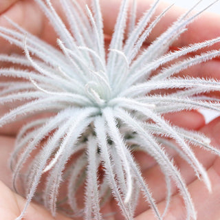Extra Large Tillandsia Tectorum Ecuador Air Plant Live