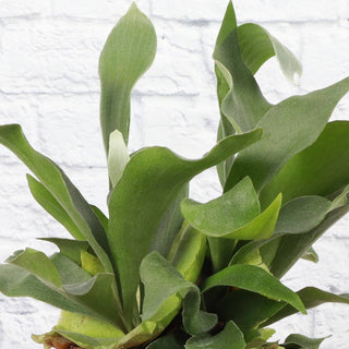 Staghorn Fern - Live Plant 4" pot