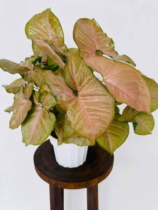 Syngonium Neon Robusta - Live Plant