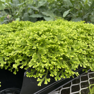 Gold Club Moss Fern - 4" Live Plant