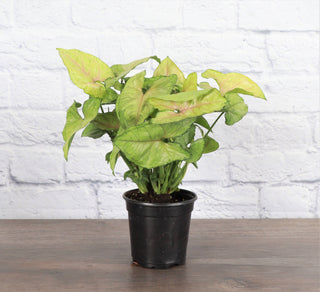 White Butterfly Syngonium - Live Plant