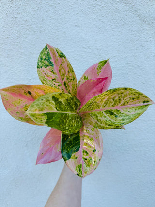 Aglaonema Prakaiphet Live Plant
