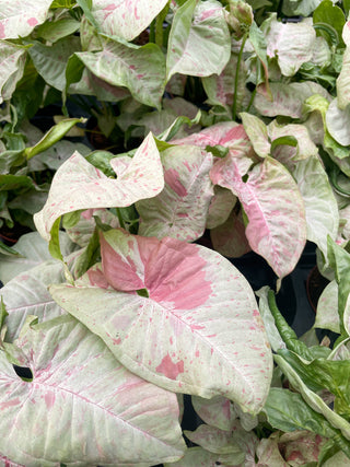 Syngonium Milk Confetti - 4" Live Plant