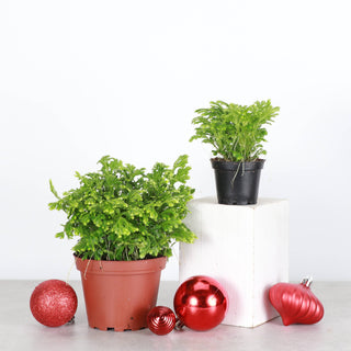 Frosty Fern Plant - Live Plant