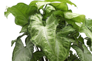 White Butterfly Syngonium - Live Plant