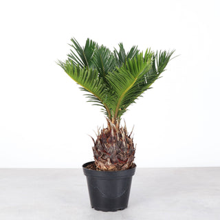 Sago Palm - Live Plant 6" Pot