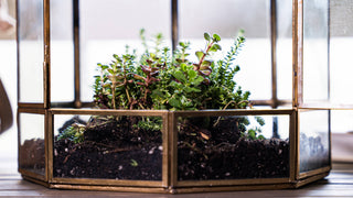 Urban Born Large Birdcage Terrarium: Glass Indoor Display