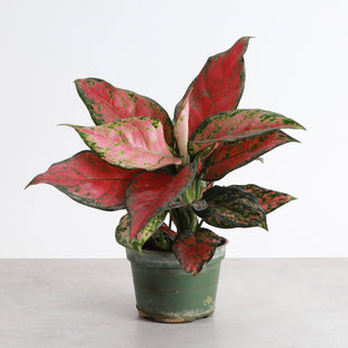 Aglaonema Black Maroon - 4" Live Plant