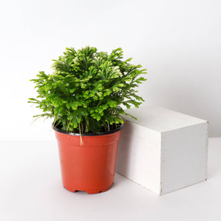 Frosty Fern Plant - Live Plant