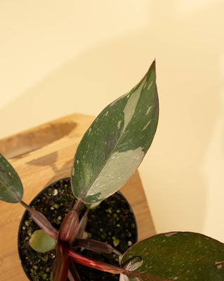 4" Philodendron Red Anderson 'Pink Knight'