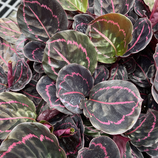 Calathea Dottie - 4" Live Plant