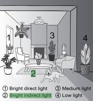 Sago Palm - Live Plant 6" Pot