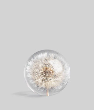 Dandelion Botanical Resin Paperweight BLOOMIST