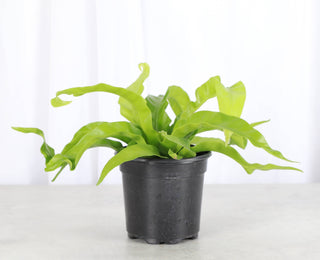 Hurricane Bird's-nest Fern - 4" Live Plant