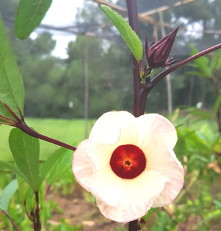 Thai Red Roselle Hibiscus Tarot Garden + Gift Seed Packet