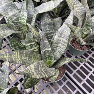 Snake 'Zeylancia',  Snake Plant - Live Plant