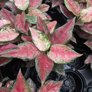 Aglaonema Black Maroon - 4" Live Plant