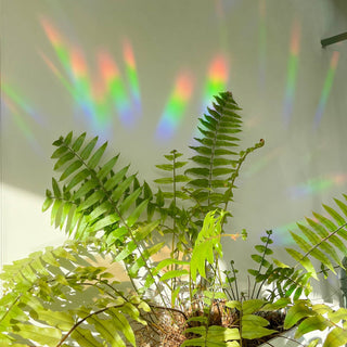 Rainbow Maker Sticker - Greenhouse Glow BOTANOTOPIA