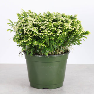 Frosty Fern Plant - Live Plant