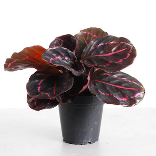 Calathea Dottie - 4" Live Plant