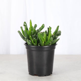 Ogre Ears Jade Plant - Live Plant 2"